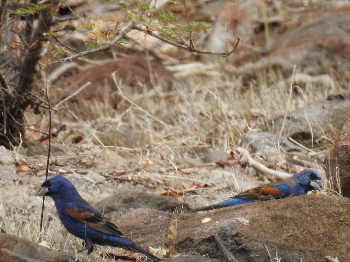 Guiraca bleu - ML192343941