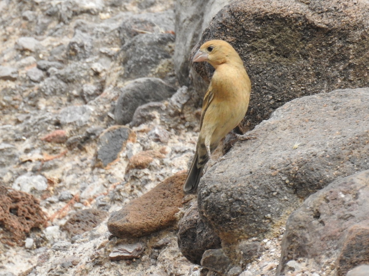 Blue Grosbeak - ML192343981