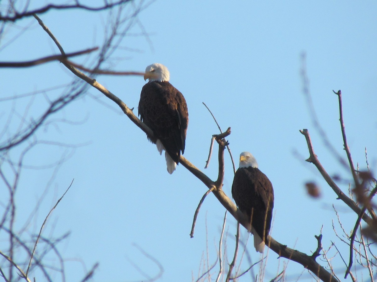 Bald Eagle - Tanja Britton