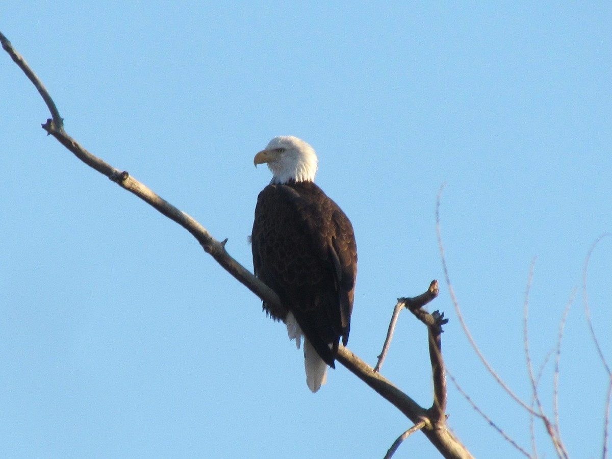 Bald Eagle - ML192344071