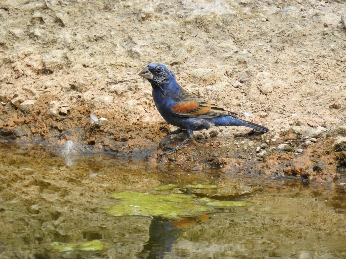 Blue Grosbeak - James Maley