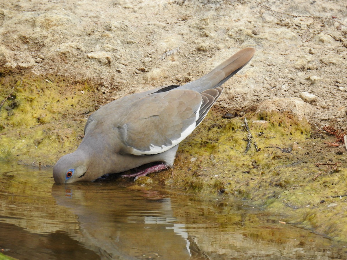 White-winged Dove - ML192344191