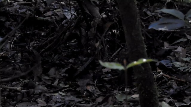 Australian Logrunner - ML192344221