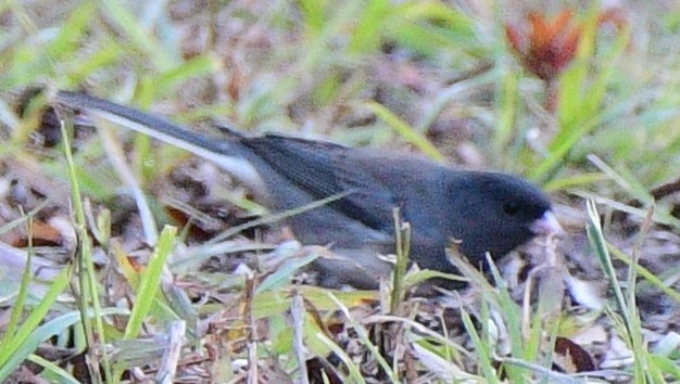 Junco Ojioscuro (hyemalis/carolinensis) - ML192344501