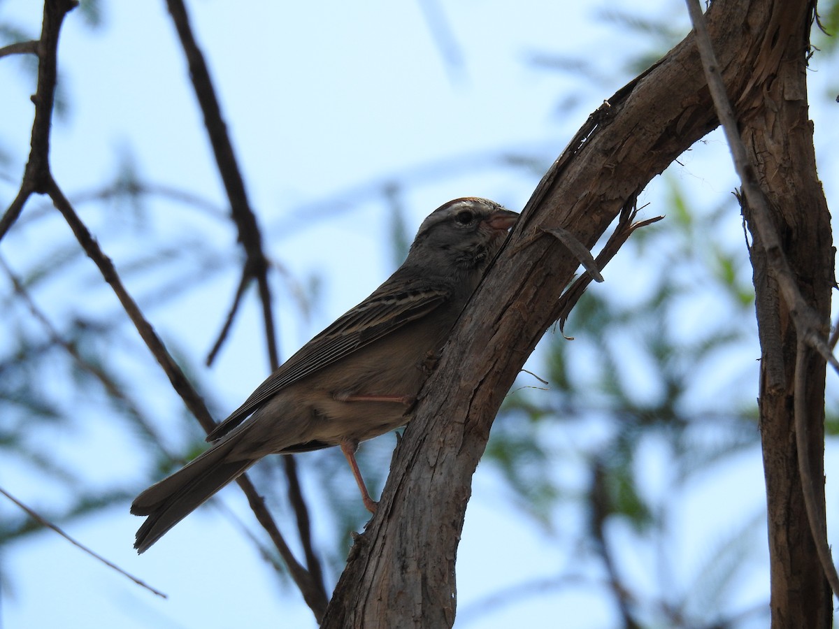 Chipping Sparrow - ML192344951