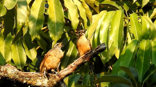 Victoria's Riflebird - ML192345491