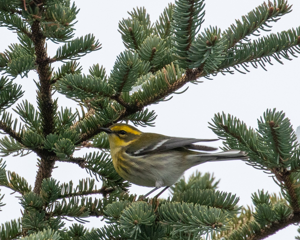 Townsend's Warbler - John Alexander