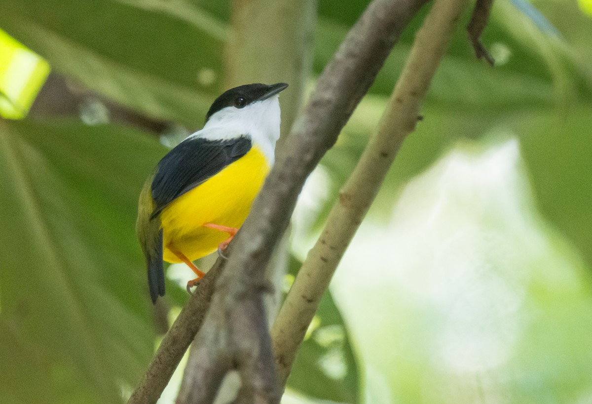 White-collared Manakin - ML192346111