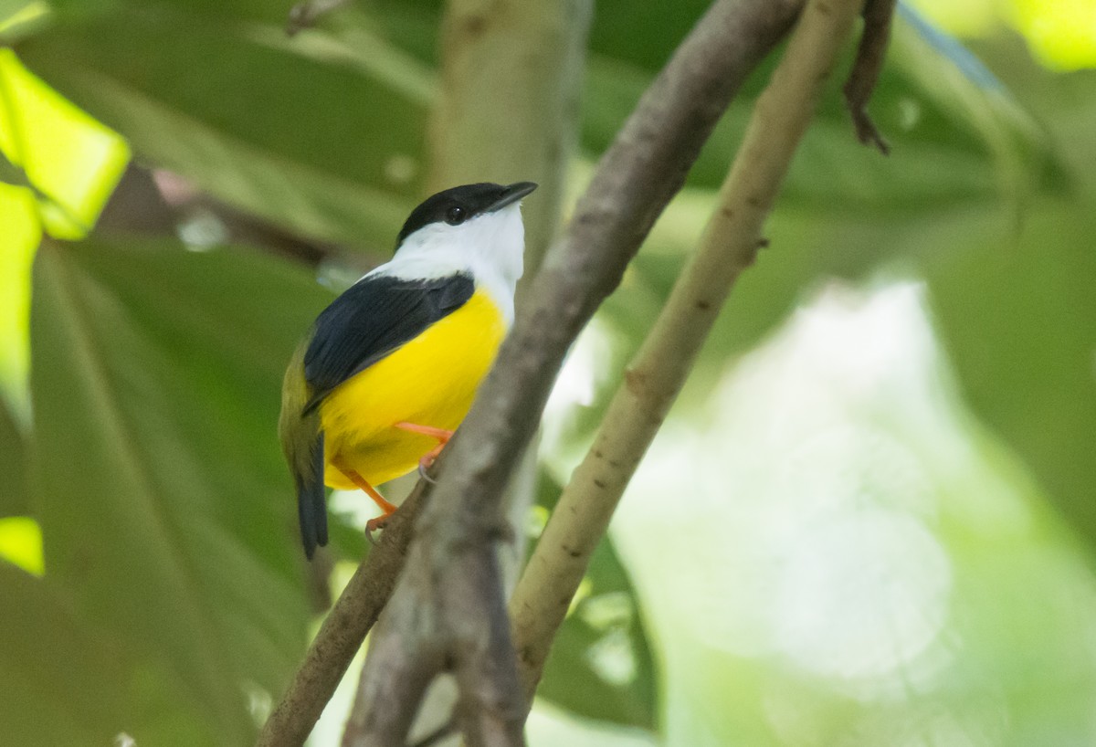 White-collared Manakin - ML192346121