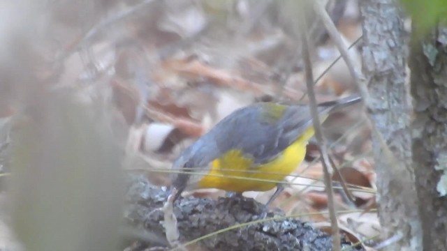 Miro à poitrine jaune - ML192346271