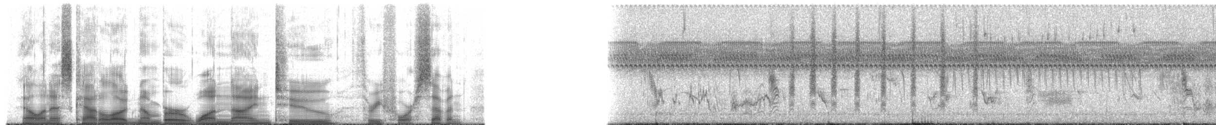 Troglodyte de Latham (platensis/polyglottus) - ML192347