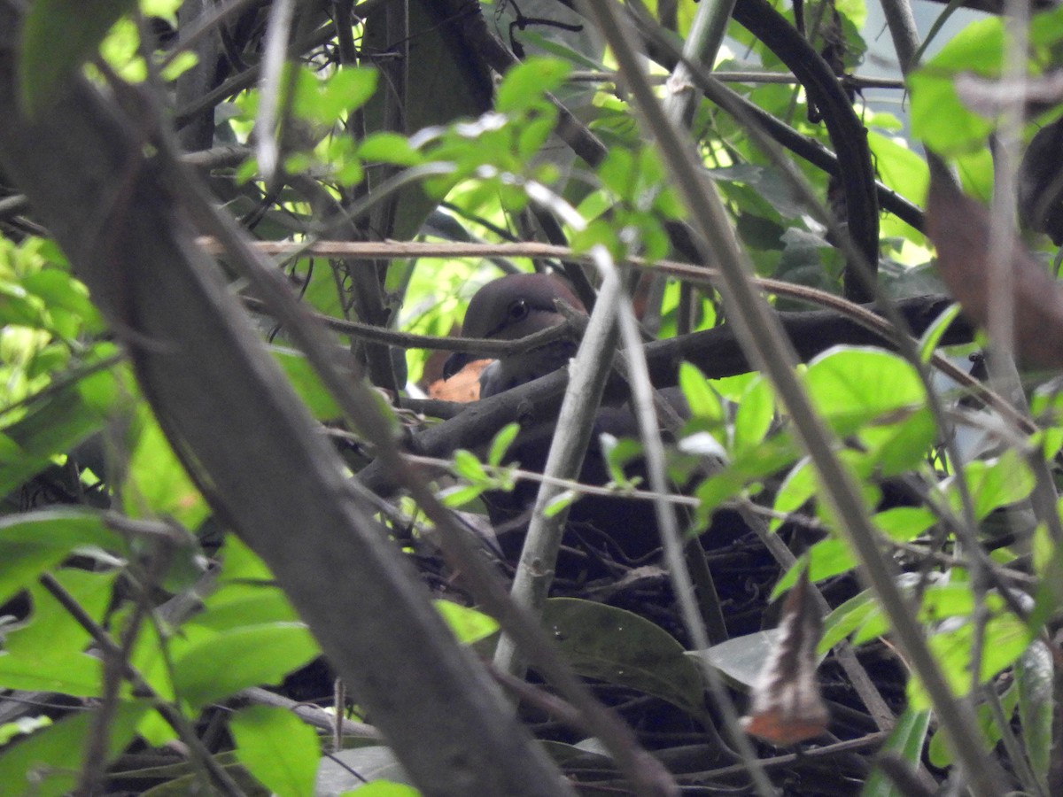 White-throated Quail-Dove - Gonzalo Diaz