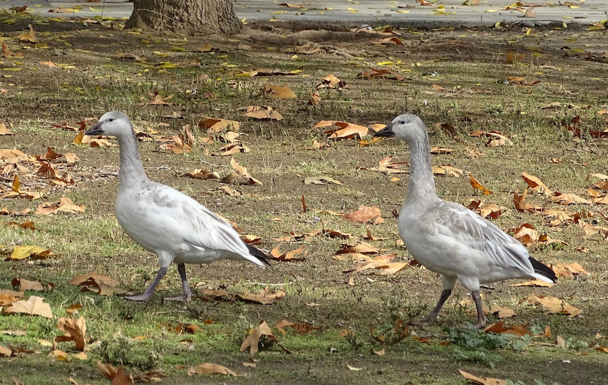 Snow Goose - ML192349151