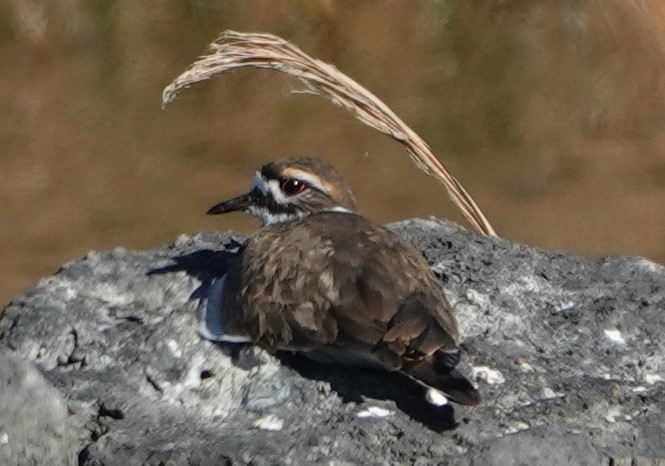 Killdeer - ML192349461