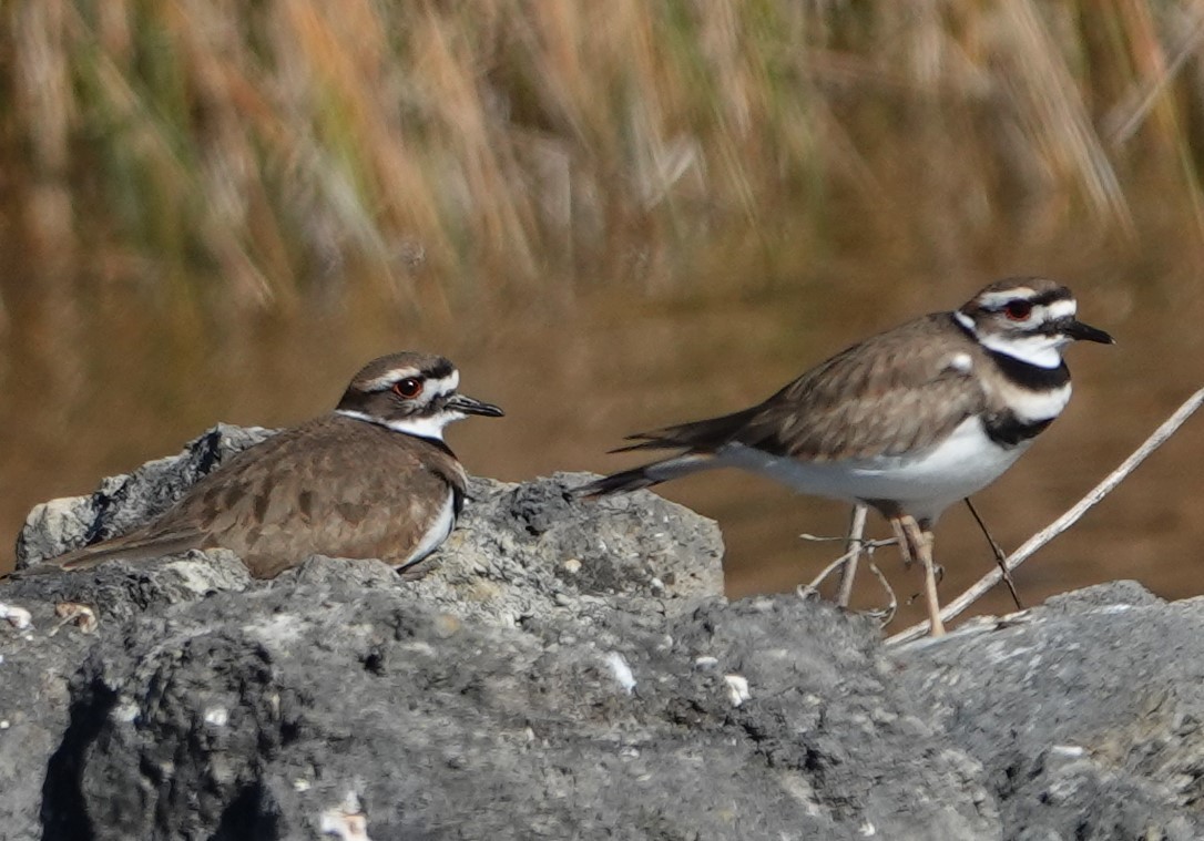 Killdeer - ML192349471