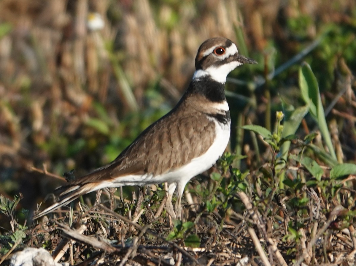 Killdeer - Chuck Hignite