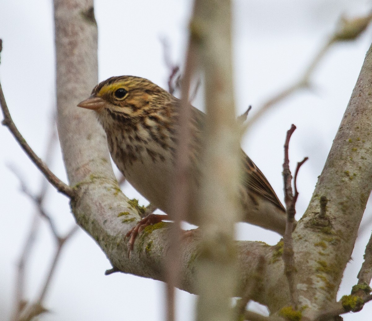 Savannah Sparrow - Ken Tweedt