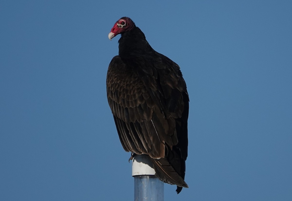 Turkey Vulture - ML192349971