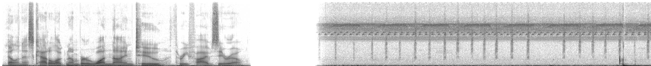 Troglodyte de Latham (platensis/polyglottus) - ML192350