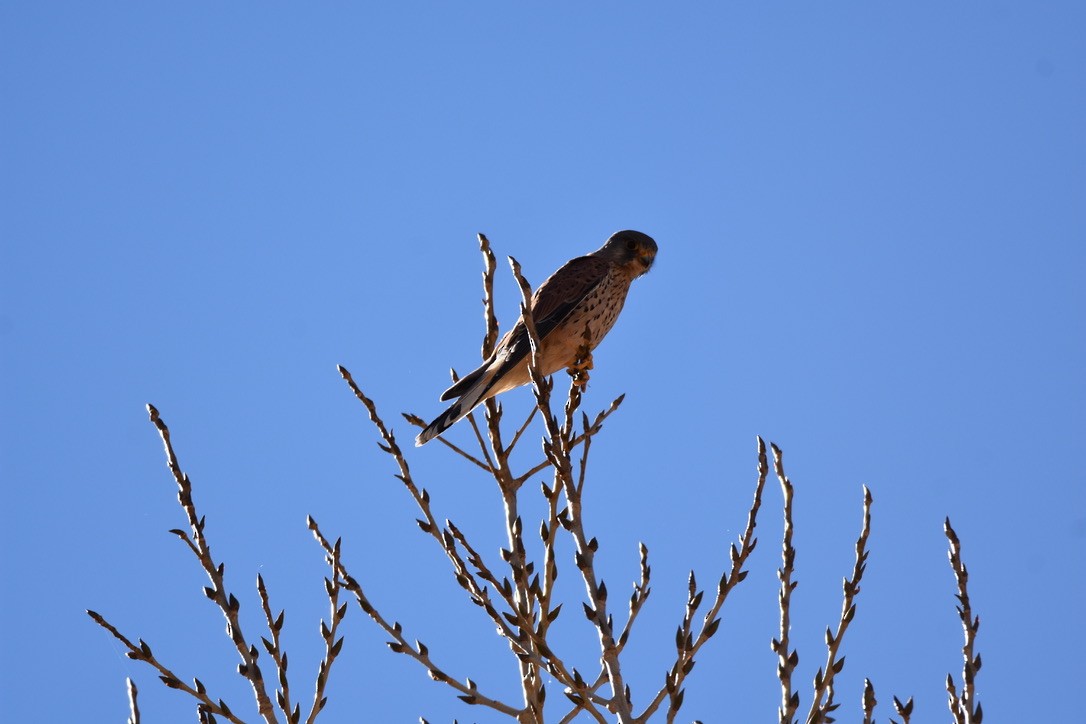 Eurasian Kestrel - ML192350441