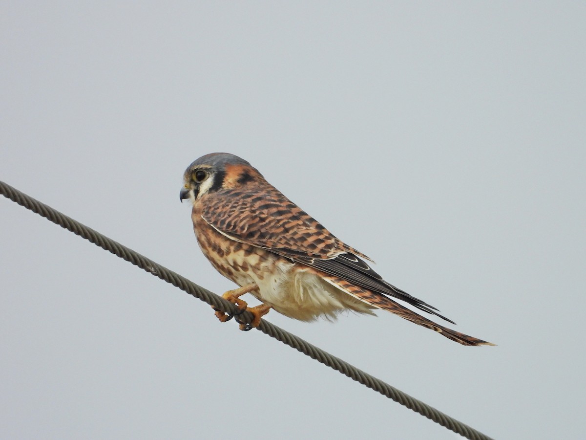 American Kestrel - Michael Musumeche