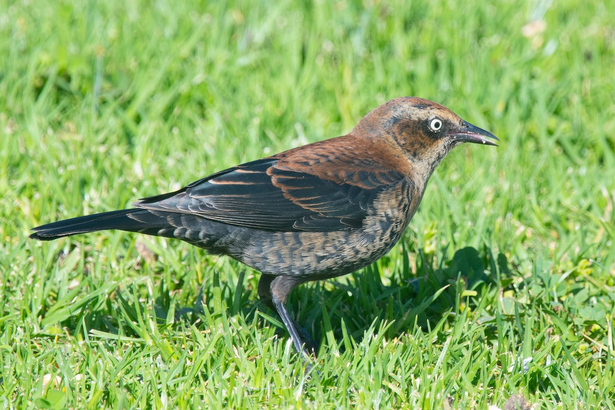 Rusty Blackbird - ML192352031