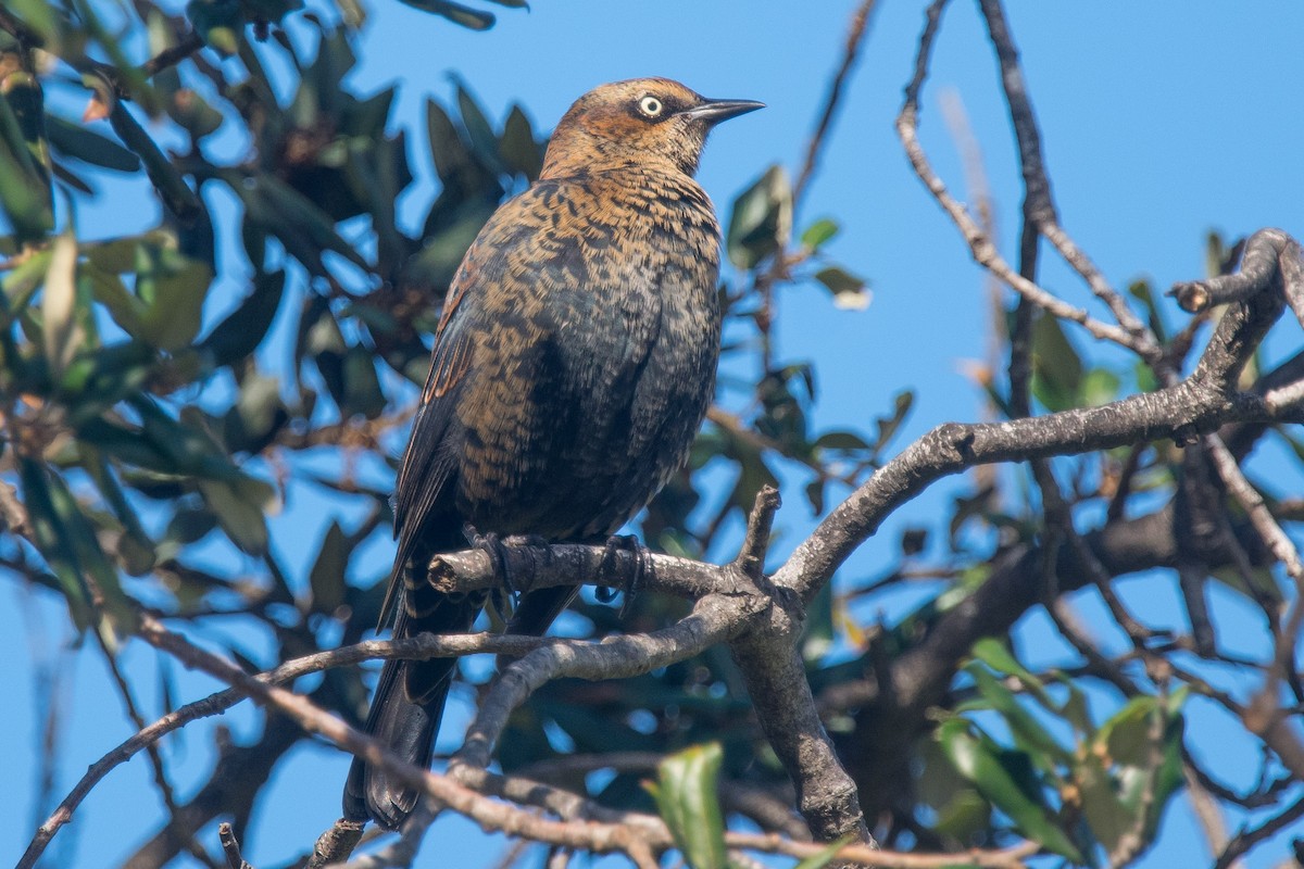 Rusty Blackbird - ML192352051