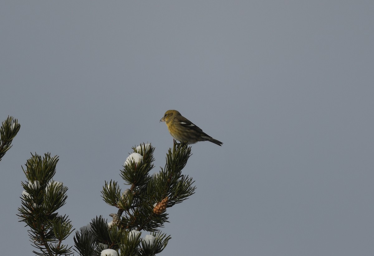 White-winged Crossbill - Lyne Charron