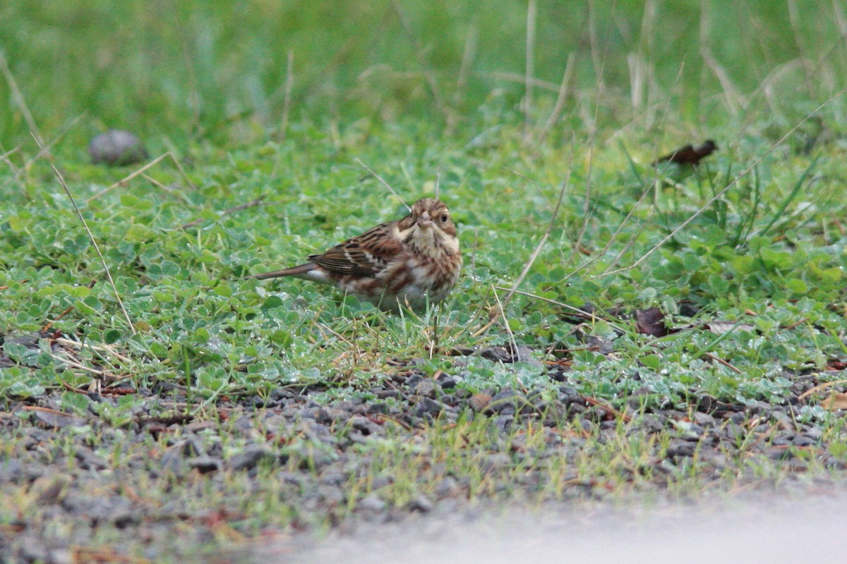 Rustic Bunting - ML192354981