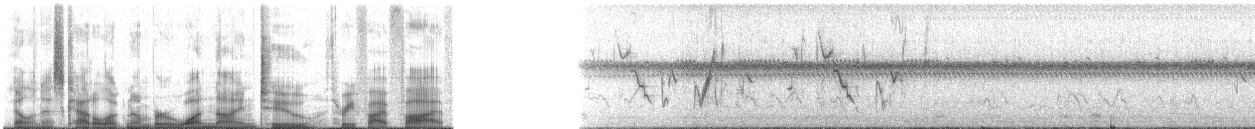 pampasspurv (platensis) - ML192355