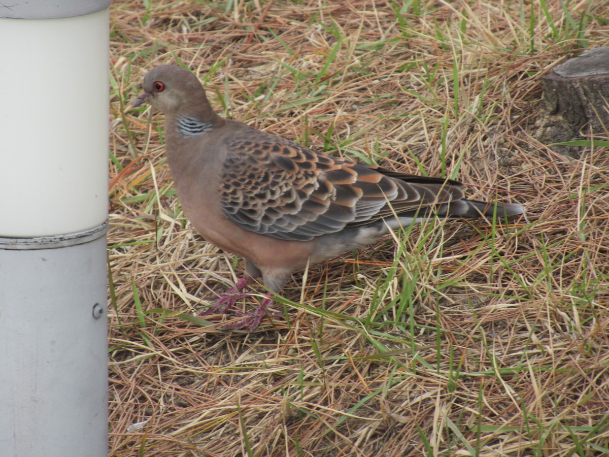 Oriental Turtle-Dove - ML192356651