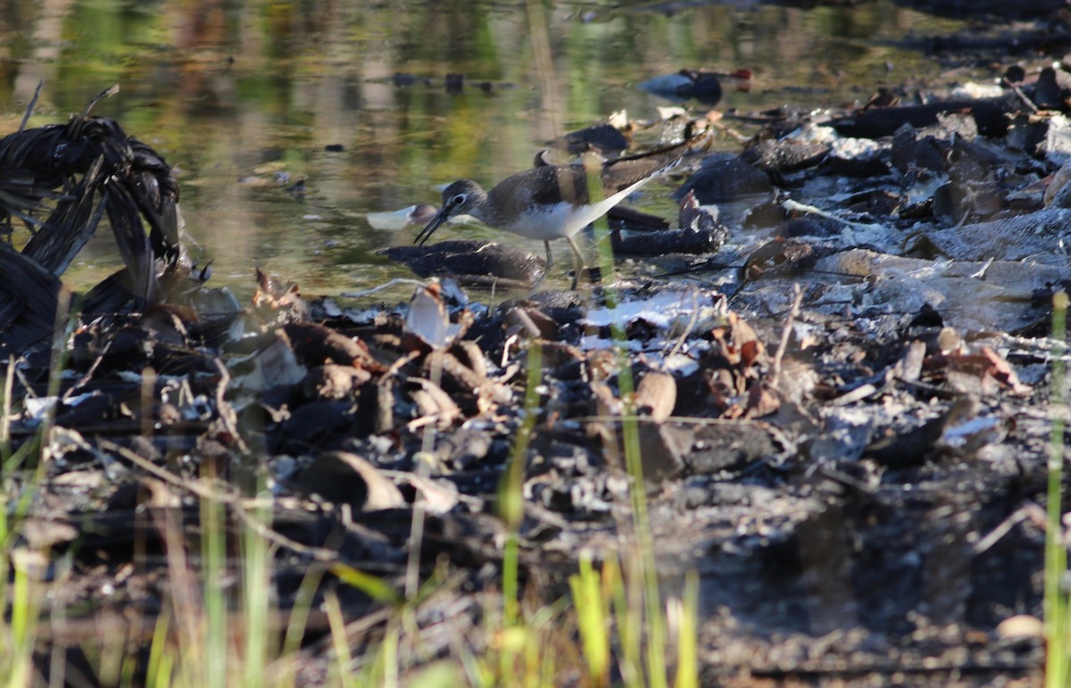 Solitary Sandpiper - ML192357781