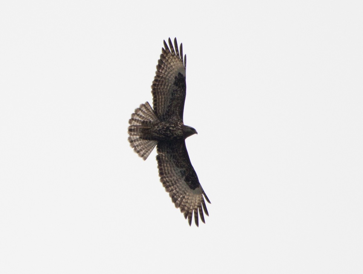 Mountain Buzzard - ML192358601