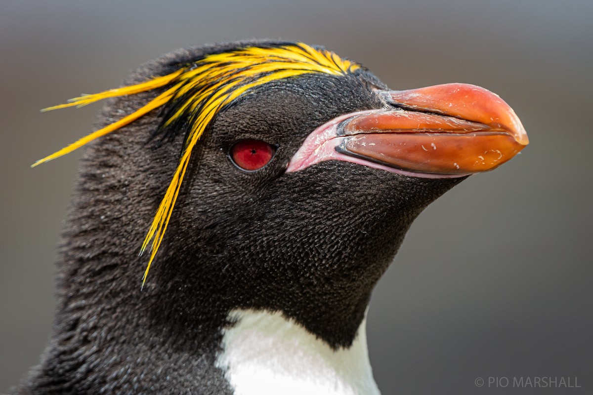 Macaroni Penguin - Pio Marshall