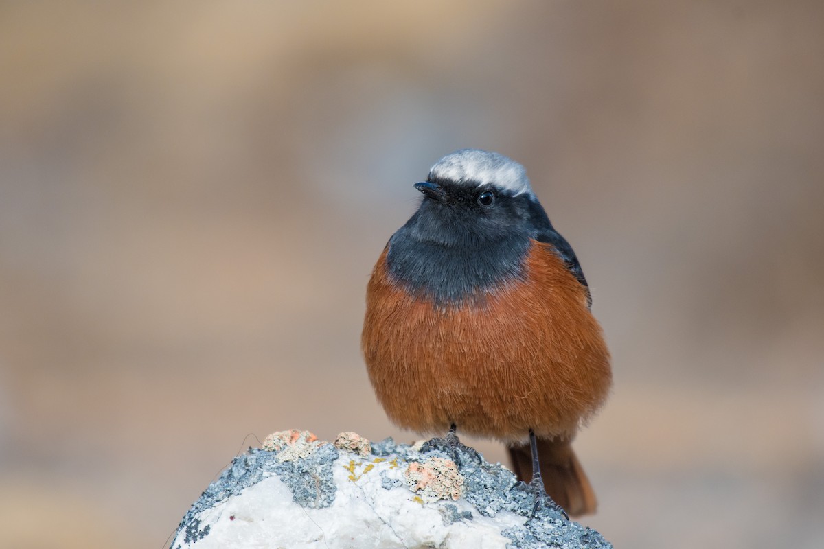 White-winged Redstart - ML192360871