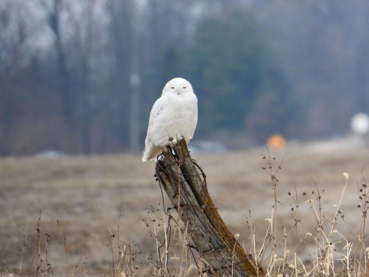 Snowy Owl - ML192361221