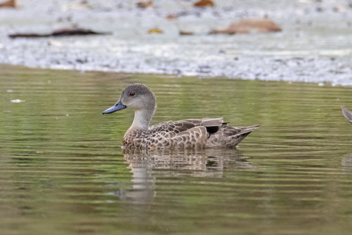 Gray Teal - Andreas Heikaus