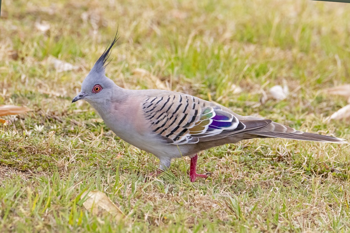 Crested Pigeon - Andreas Heikaus