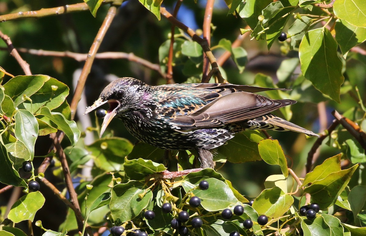 European Starling - ML192363101