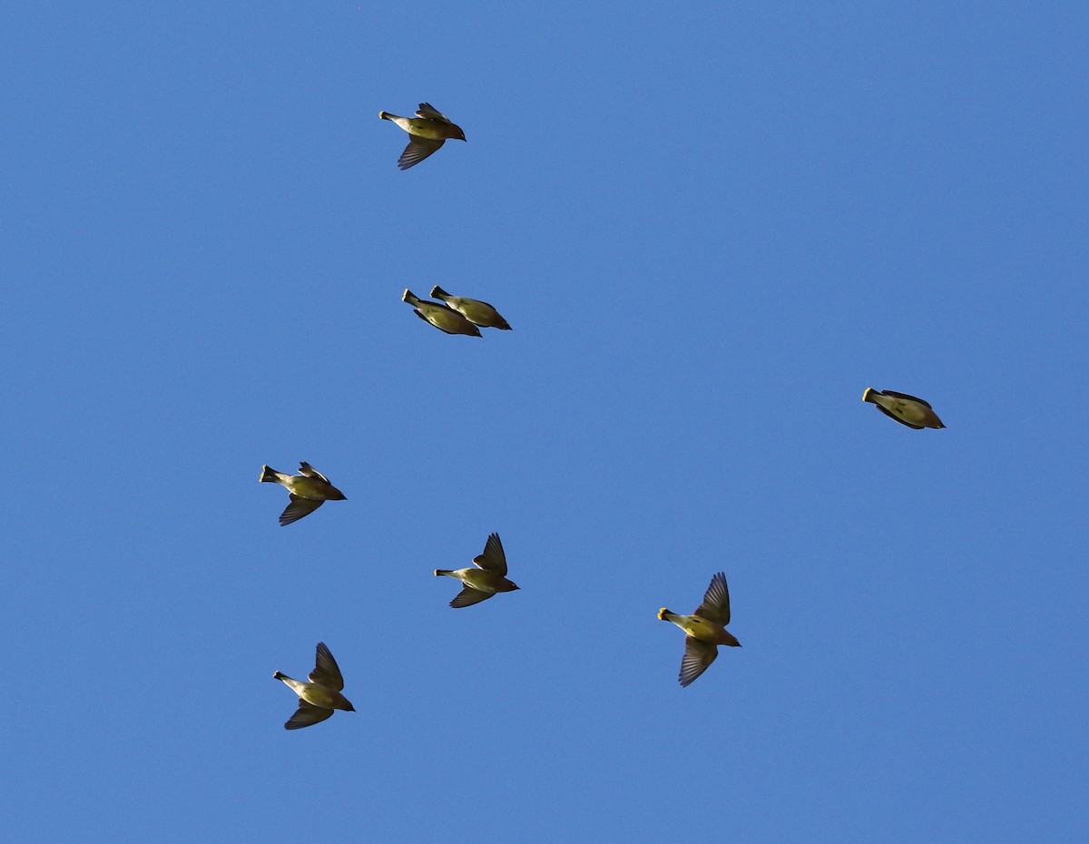 Cedar Waxwing - Tom Benson