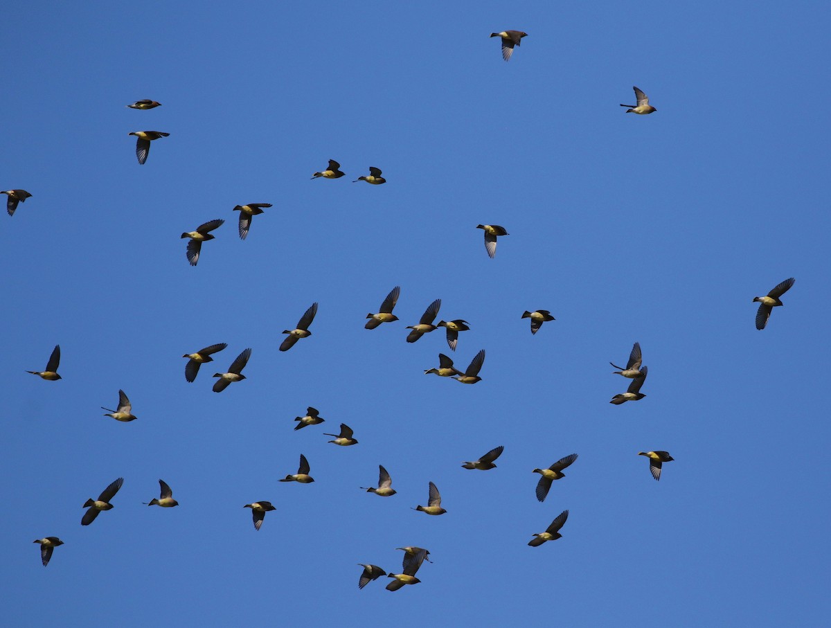 Cedar Waxwing - Tom Benson