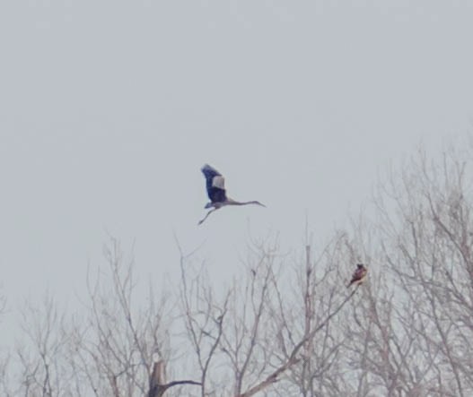 Great Blue Heron - Robert Bochenek