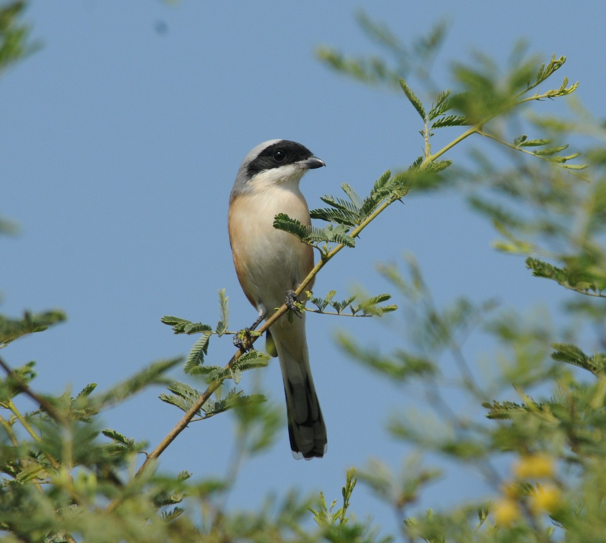 Bay-backed Shrike - ML192367261