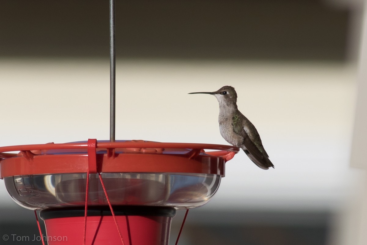 Black-chinned Hummingbird - ML192369741