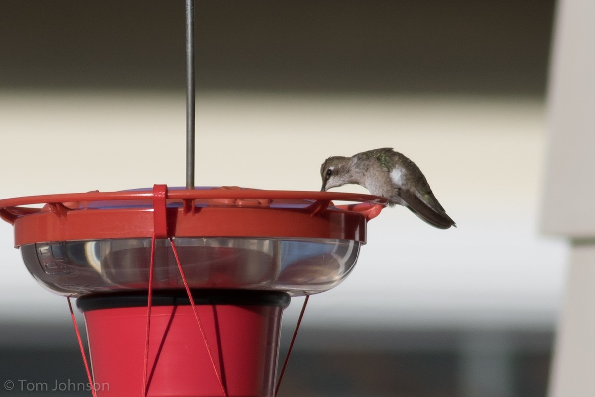 Black-chinned Hummingbird - ML192369751