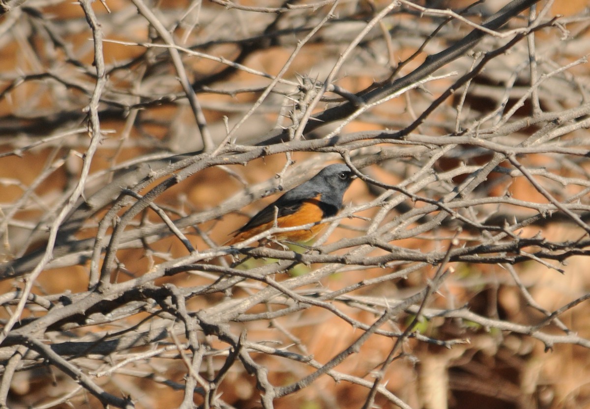 Black Redstart - ML192369941