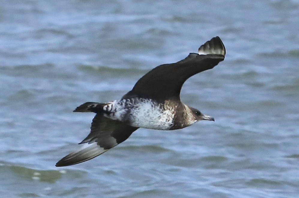 Pomarine Jaeger - Dave Patton