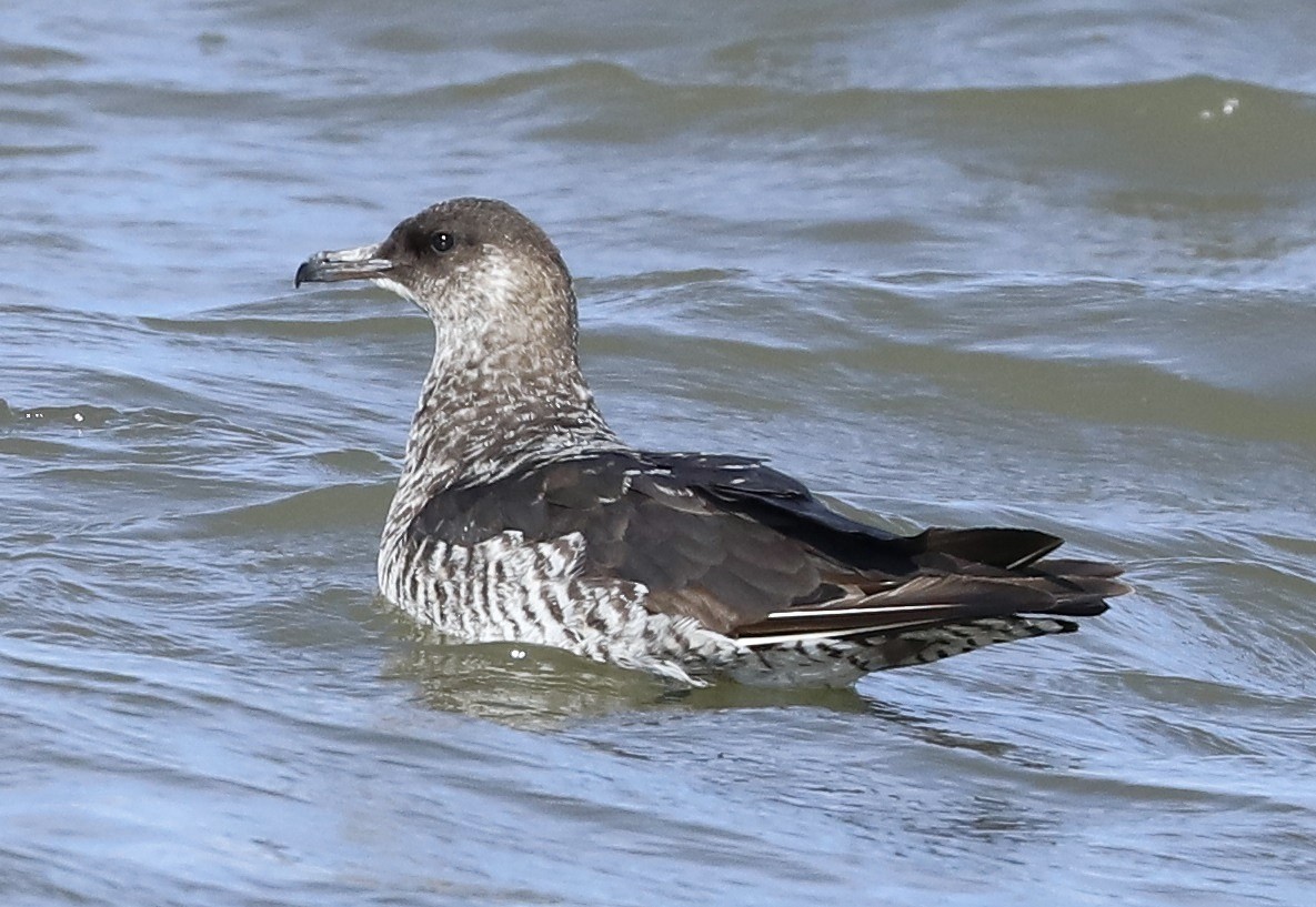 Pomarine Jaeger - Dave Patton