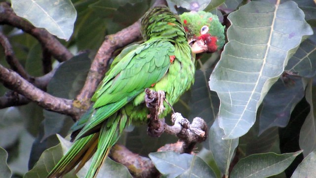 Crimson-fronted Parakeet - ML192373821