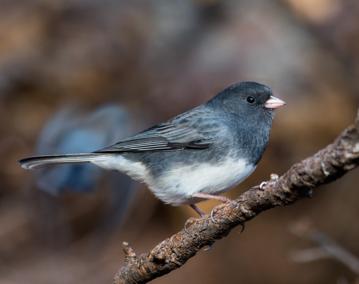 Dark-eyed Junco (cismontanus) - Jim Merritt